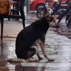 RainDog