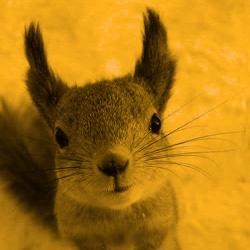squirrel