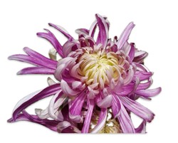 Chrysanthemum